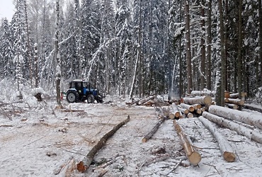 В Лотошино очистят лес от поврежденных и погибших насаждений