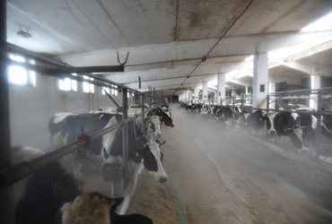 Поголовье коров и средний надой молока в округе выросли по сравнению с прошлым годом