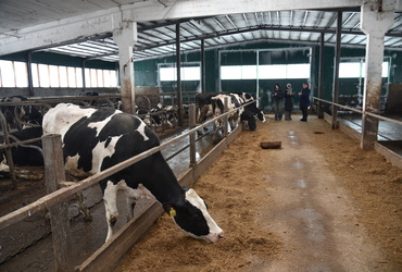 В «Колхозе «Заветы Ильича» Лотошинского округа перешли на беспривязный метод содержания коров
