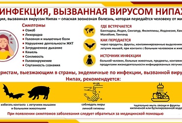 Вирус Нипах — памятка