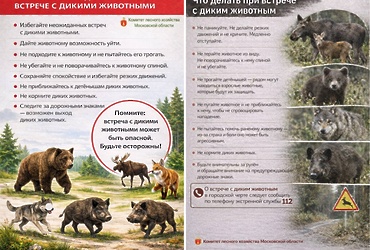 Памятка о поведении при встрече с дикими животными