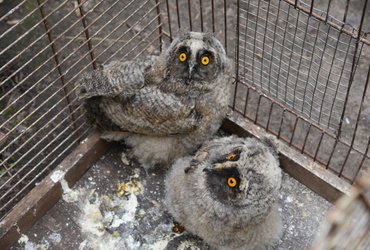 В Лотошинском парке появились птенцы‑филины