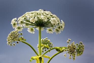 В Подмосковье запустили обновленную интерактивную карту участков борьбы с борщевиком