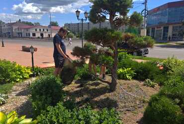 Сотрудники МУ «Благоустройство» занимаются озеленением общественных пространств