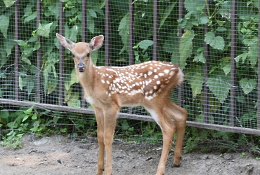 В лотошинском парке родился олененок, имя для которого выберут жители округа