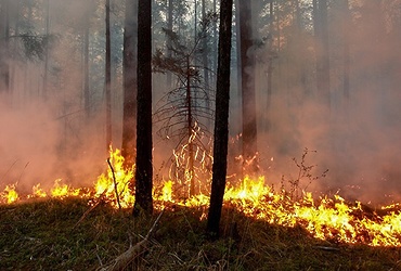 В период с 1 по 4 сентября местами по Московской области ожидается высокая пожароопасность 4 класса