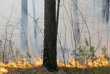 В период 17–23 сентября в Московской области местами ожидается чрезвычайная пожарная опасность