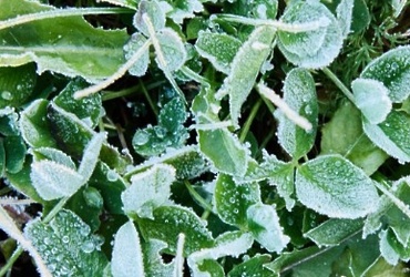 В период с 23 по 24 сентября в ночные и утренние часы местами на территории Московской областей ожидаются заморозки