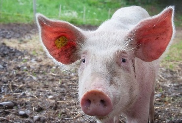 Африканская чума свиней