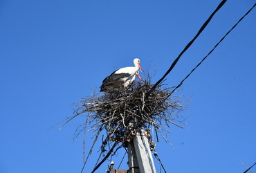 Сотрудники «Благоустройства» помогли аистам