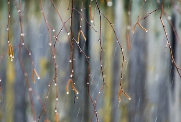 В Московской области ожидается дождь, местами ливень, гроза