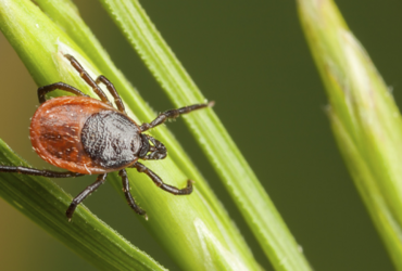 Клещи — как предотвратить нападение