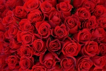 Поздравляем с днем рождения Карелову Олесю Владимировну, главного эксперта общего отдела администрации м.о. Лотошино