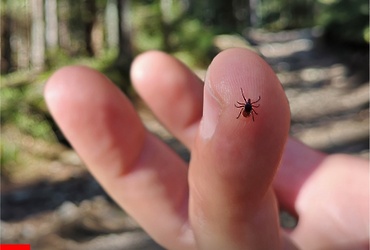Сезон клещей в самом разгаре