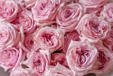 Поздравляем с днем рождения Захарову Алину Николаевну, старшего инспектора отдела по м.о. Лотошино, Шаховская Комитета по архитектуре и градостроительству МО