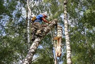 Сотрудники лотошинского «Благоустройства» спилили аварийную берёзу