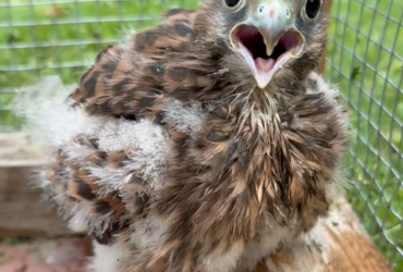 Жители деревни Петровское муниципального округа Лотошино нашли птенца пустельги