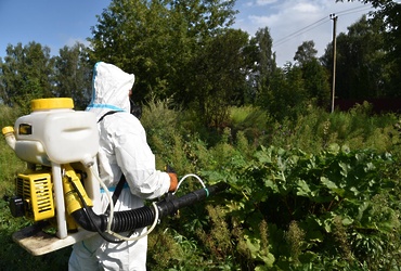 Второй этап комплексной борьбы с с борщевиком Сосновского начался в муниципальном округе Лотошино