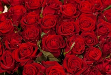 Поздравляем с днем рождения Цветкову Анастасию Сергеевну, директора МУ «Банно‑оздоровительный комплекс»